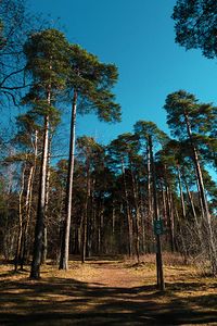 the urban forest