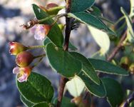 Dark-seed Cotoneaster (Cotoneaster niger) is under III protection category in Estonia. It is threatened by clear cutting the forest and building action. Link: https://et.wikipedia.org/wiki/Must_tuhkpuu