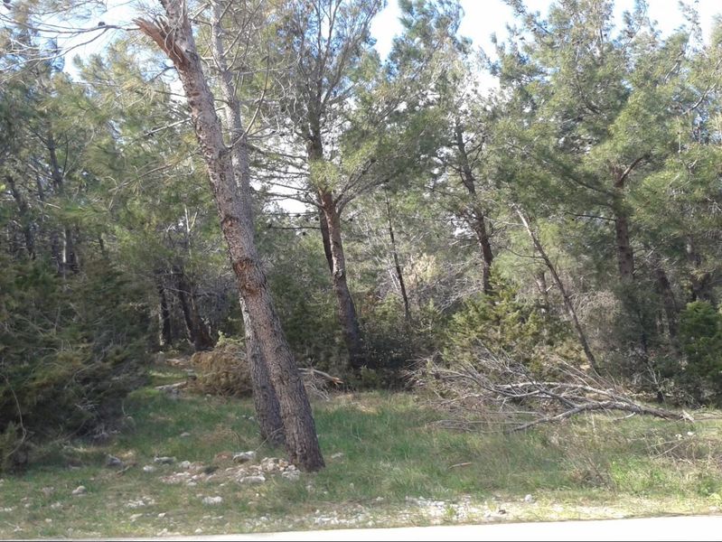 File:A1 forest Vukovic.jpg