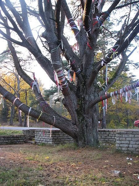 File:Pine of Meriküla .jpg