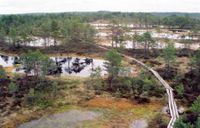 Viru bog from the tower[[3]]