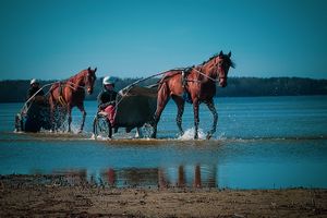 Horses from the Hippodrome at the Stroomi beach