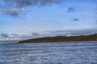 Pine forest along the coast