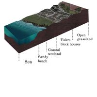 Transect of the sea, reed and Tiskre living area