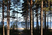 Pine forest along along the coast