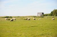 Sheep at the Kabli coastal meadow