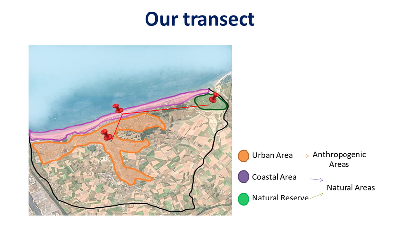 File:Transect part.png