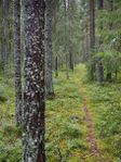 Hiking trail in Lahemaa pine forest