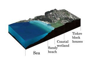 Transect of sea, beach and living area.