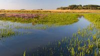 Sea lavender on the saltmarsh - The Zwin