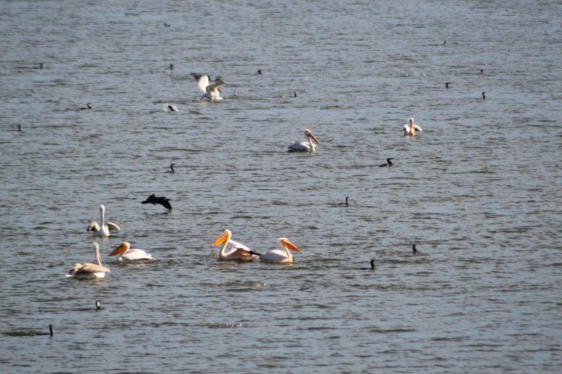 File:Techirghiol Lake Eforie 23August.jpg