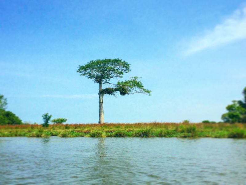 File:Green Infr.jpg
